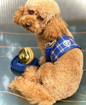 Dog/Cat Harness/Collar/Leash/Waste Bag ~ Tommy Collection - (Sold Individually)
