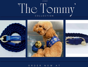 Dog/Cat Harness/Collar/Leash/Waste Bag ~ Tommy Collection - (Sold Individually)
