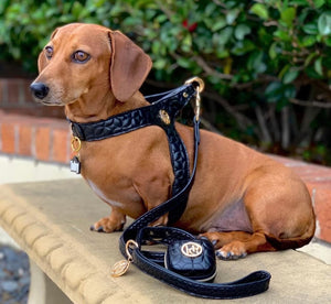 Step in DOG and CAT Monogramed HARNESS - Modern Black Vegan Leather Novalie ‘Jet Harness