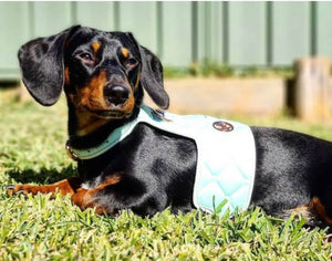 Dog/Cat Harness/Collar/Leash/Waste Bag ~ Aquamarine Collection - (Sold Individually)