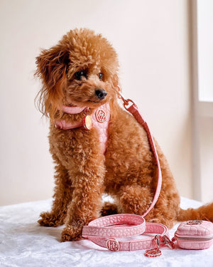 Modern PINK DOG Durable COLLAR – Gorgeous and Durable Vegan Leather Cute Collar for Pet