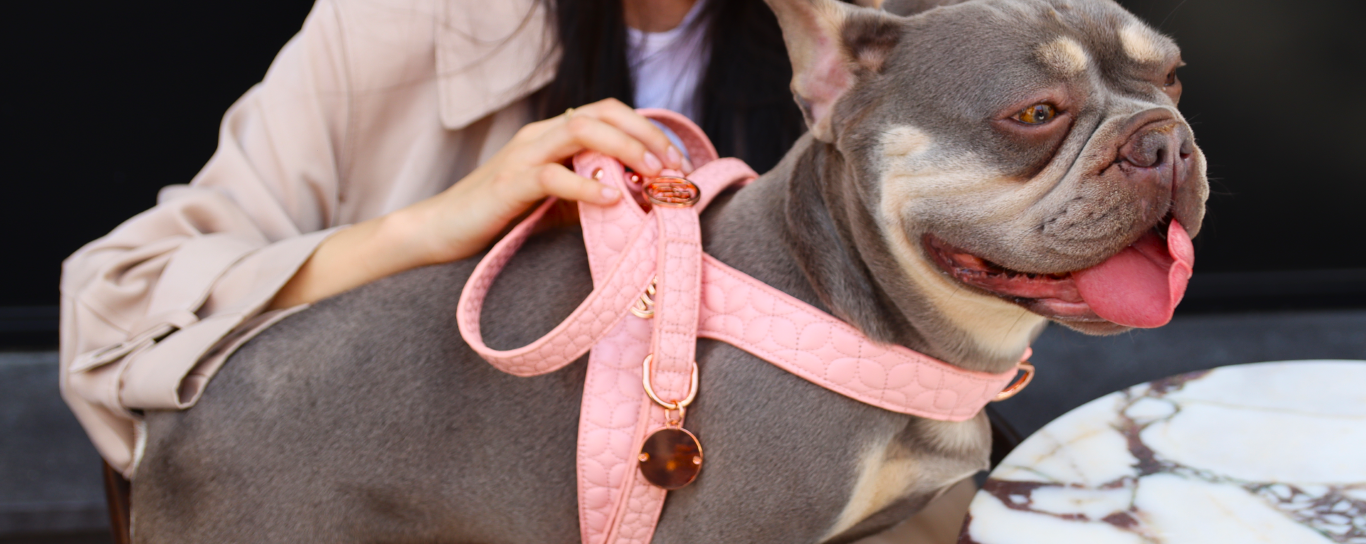 Adjustable harness for French Bulldogs in the USA and UK