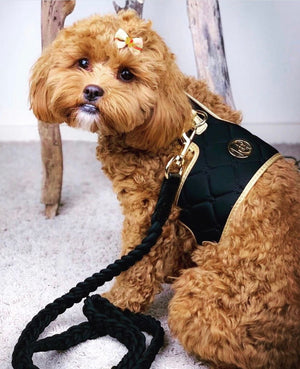 Dog/Cat Harness/Collar/Leash/Waste Bag ~ Black Midnight Collection - (Individually Sold)